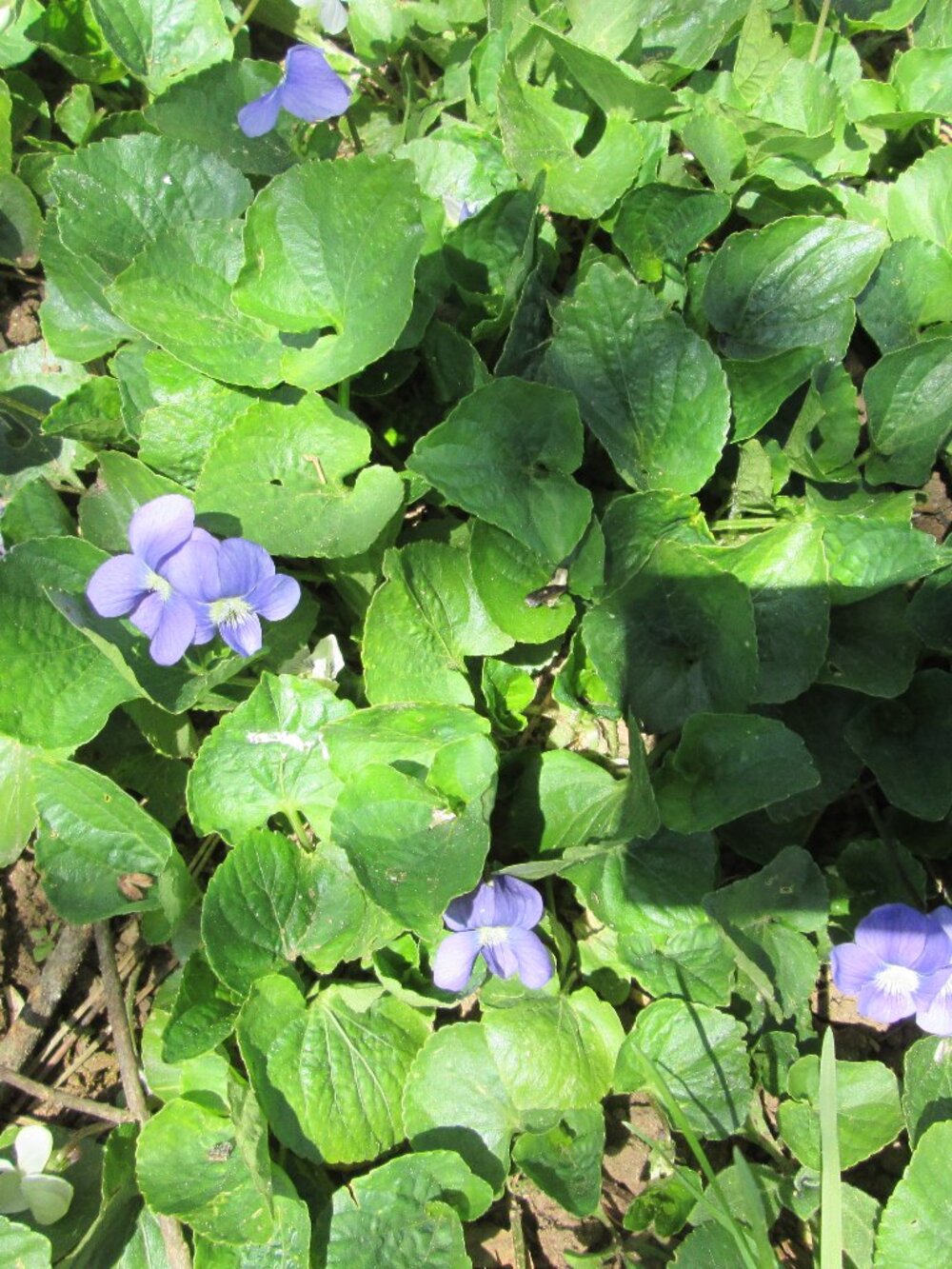 Lot of 10 Violet Woodland Violets Perennial indoor or outdoor plant